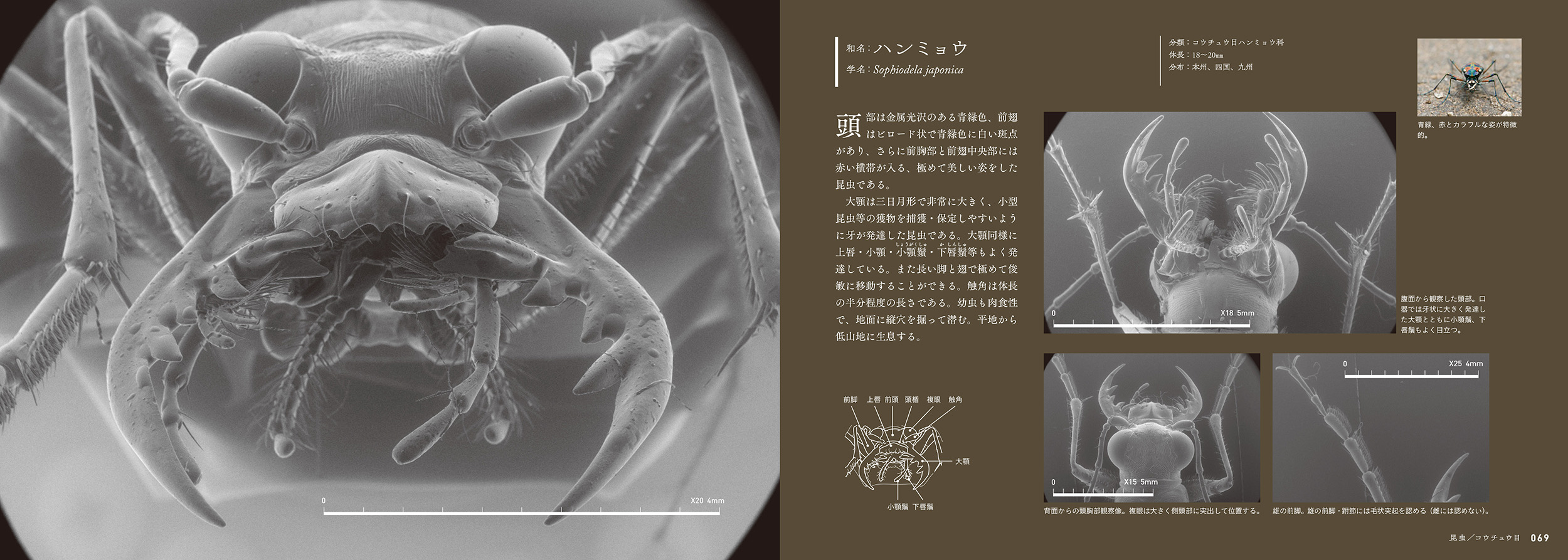 目では見えない美しい昆虫・奇蟲の図鑑が衝撃の画像