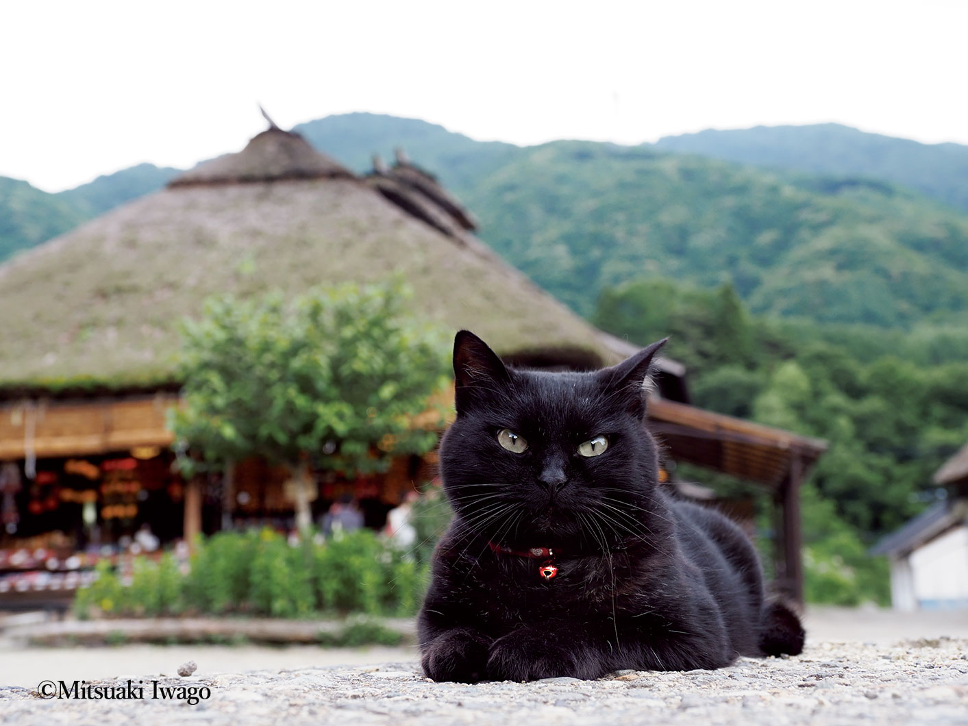 岩合光昭の新作写真展「岩合光昭の日本ねこ歩き」開催　の画像