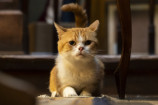 『耳をすませば』猫のムーンの場面写真公開の画像