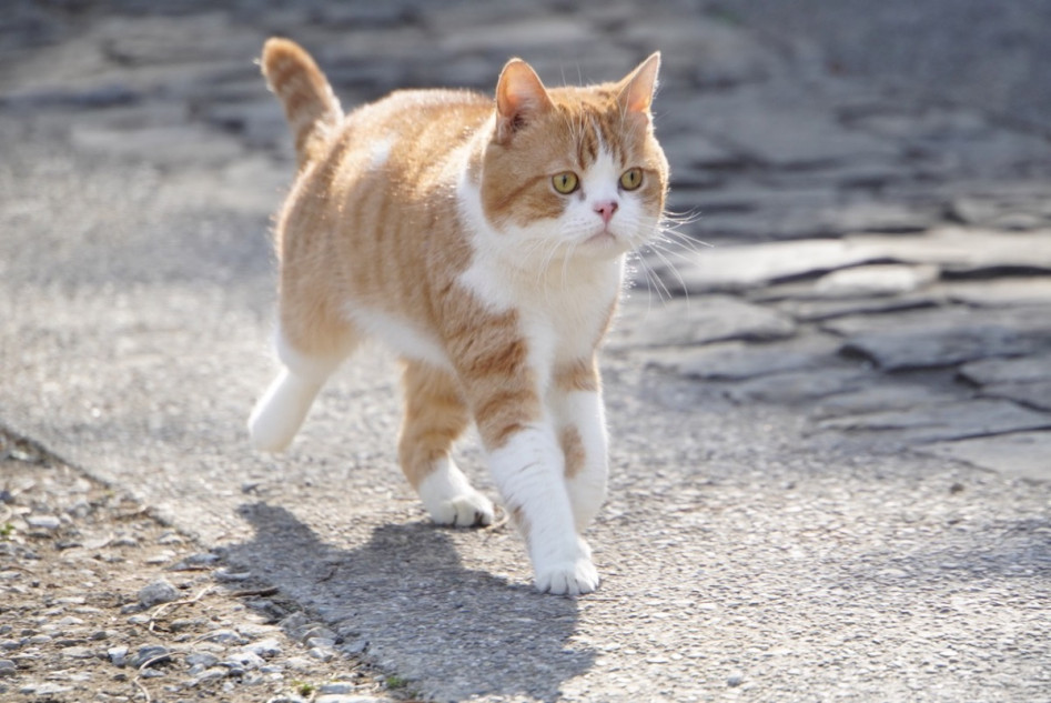 『耳をすませば』猫のムーンの場面写真公開