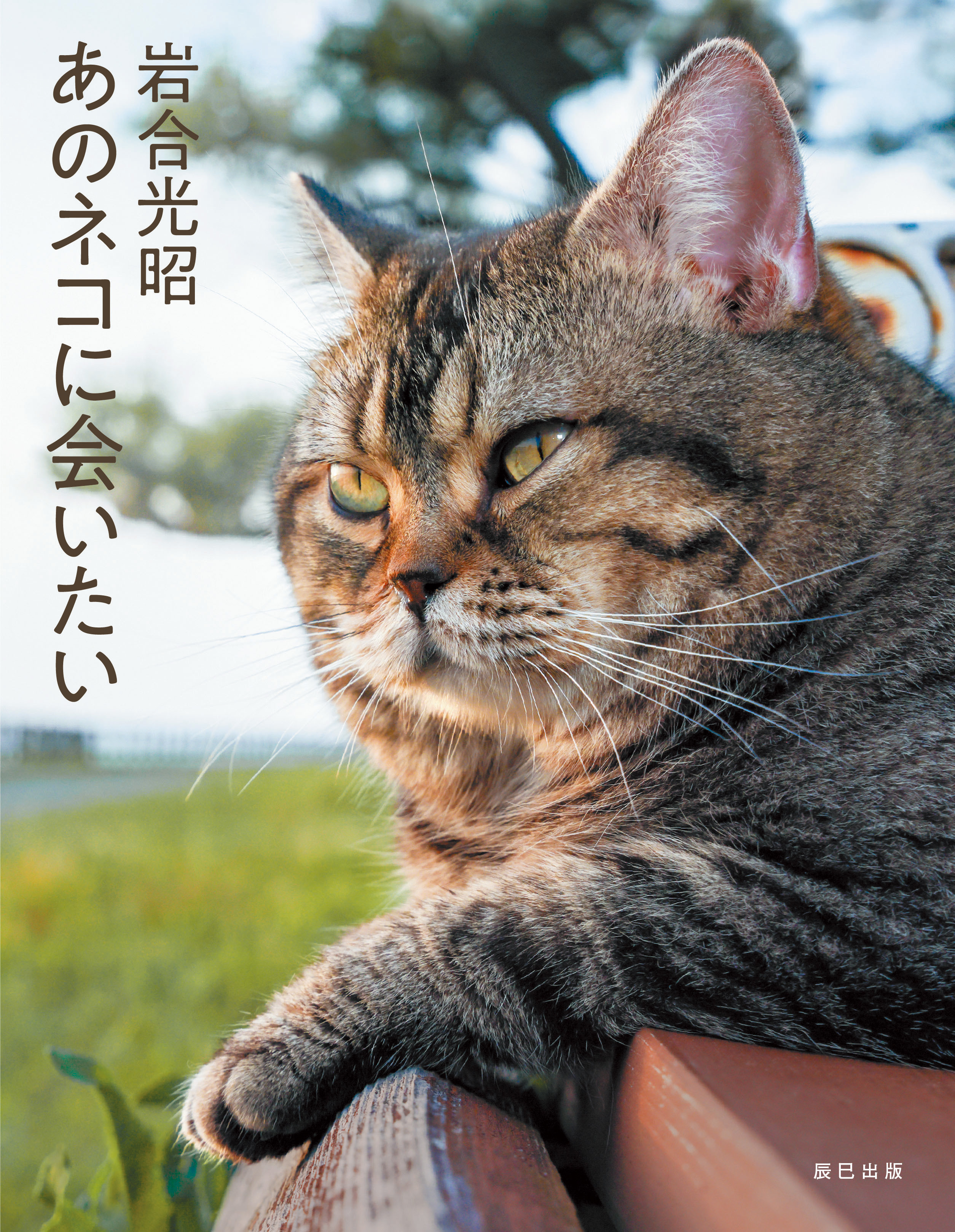 世界ネコ歩き でも知られる動物写真家 岩合光昭の最新作 あのネコに会いたい が話題 Real Sound リアルサウンド ブック