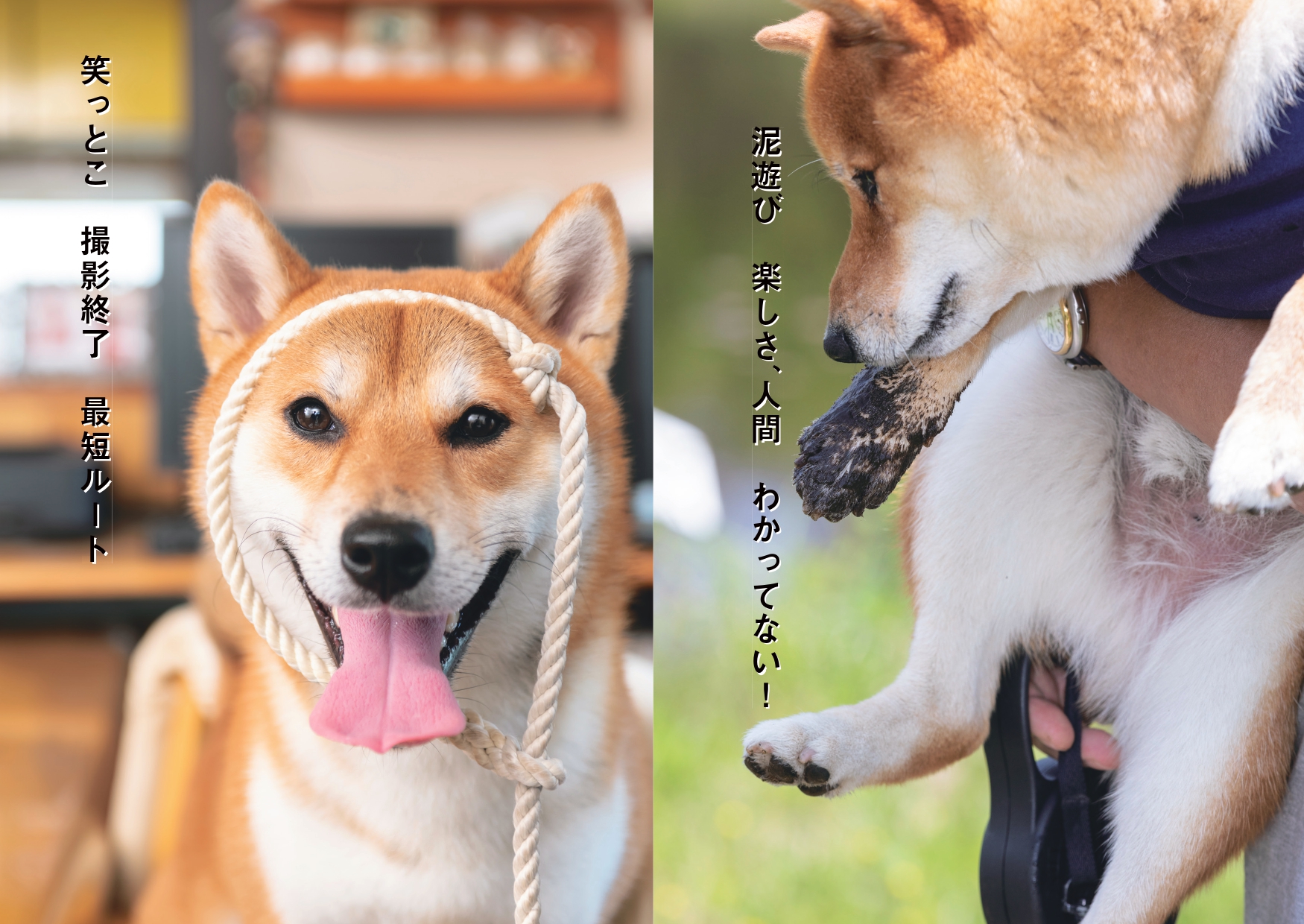 犬猫写真で詠む川柳を募集の画像