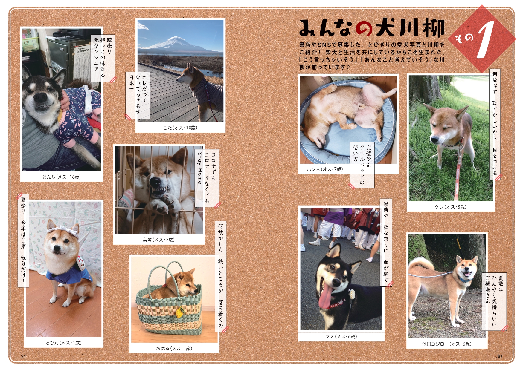 犬猫写真で詠む川柳を募集の画像