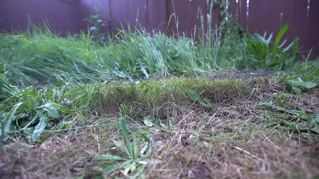 レーザーで草を刈る自動機械の画像