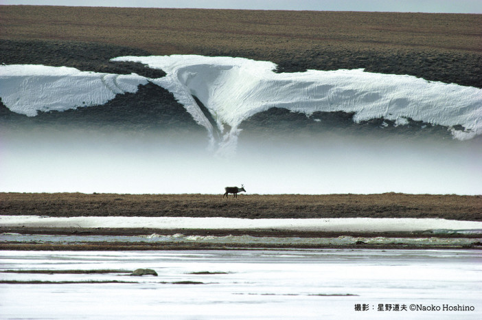 伝説の写真家・星野道夫　生誕70周年記念　極北の自然に魅せられた軌跡と奇跡の写真を辿る展覧会が開催