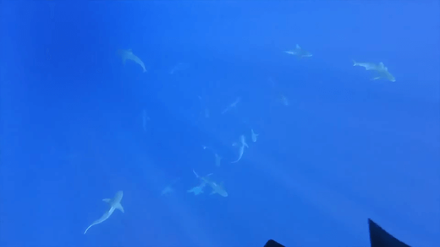 人をも食べる危険なサメを間近で撮影の画像