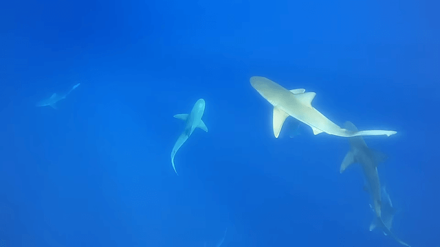 人をも食べる危険なサメを間近で撮影の画像