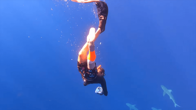 人をも食べる危険なサメを間近で撮影の画像