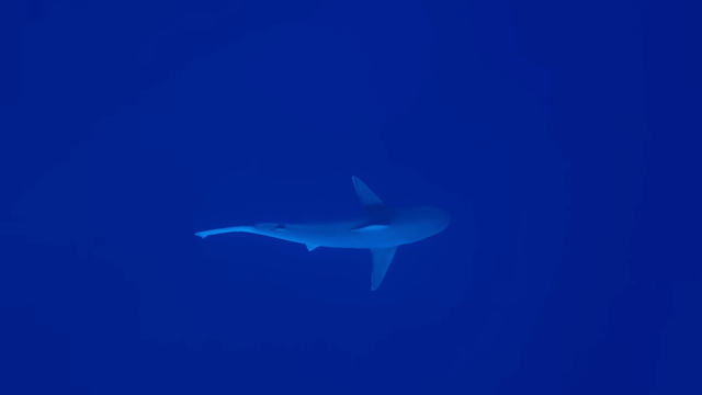 人をも食べる危険なサメを間近で撮影の画像