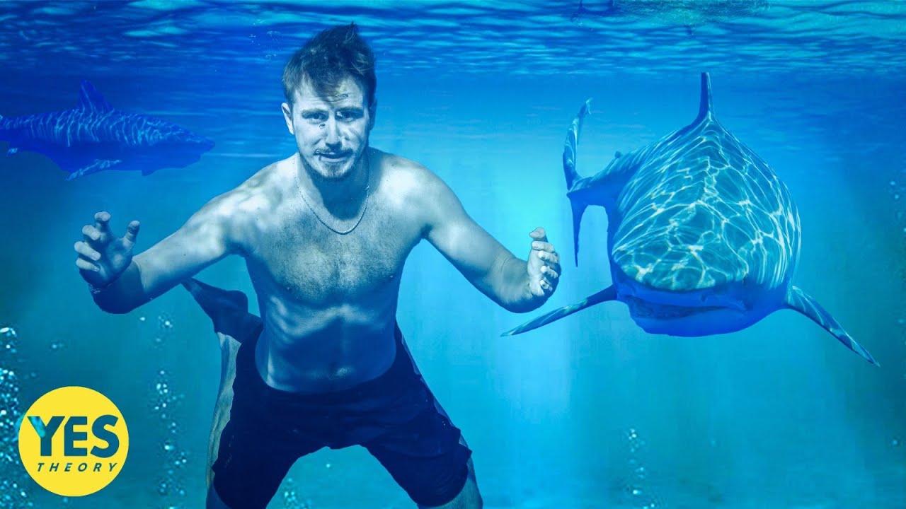 人をも食べる危険なサメを間近で撮影の画像