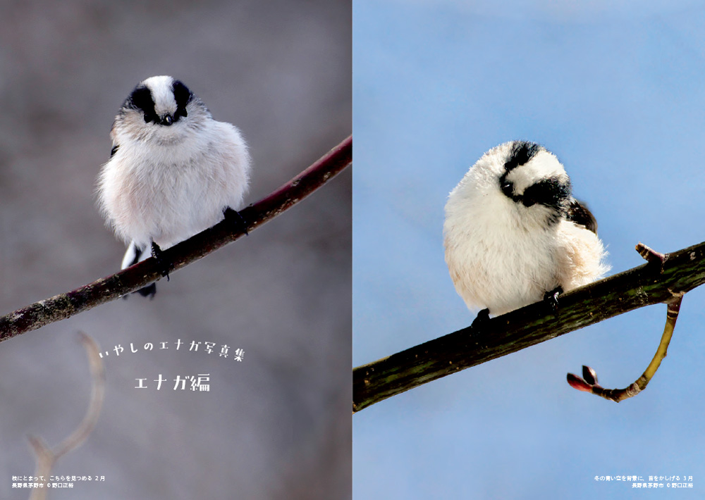 【文鳥の日】おすすめ小鳥本３選の画像