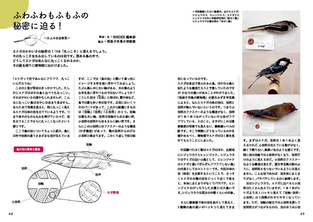 【文鳥の日】おすすめ小鳥本３選の画像