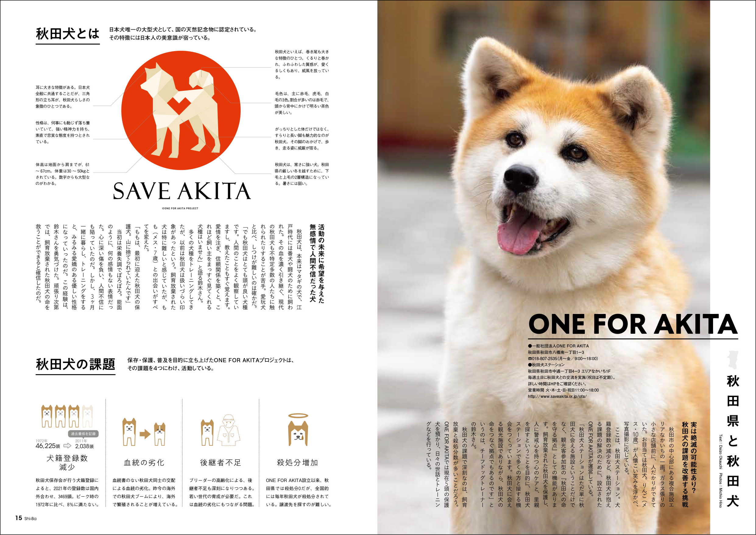 『Shi-Ba』可愛らしい「秋田犬」特集の画像