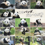 パンダだらけのクイズ本の画像