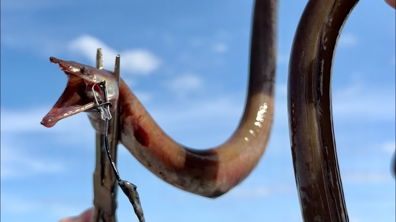 おろちんゆー、ウミヘビを唐揚げにして実食