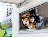 柴犬カレンダー発売中の画像