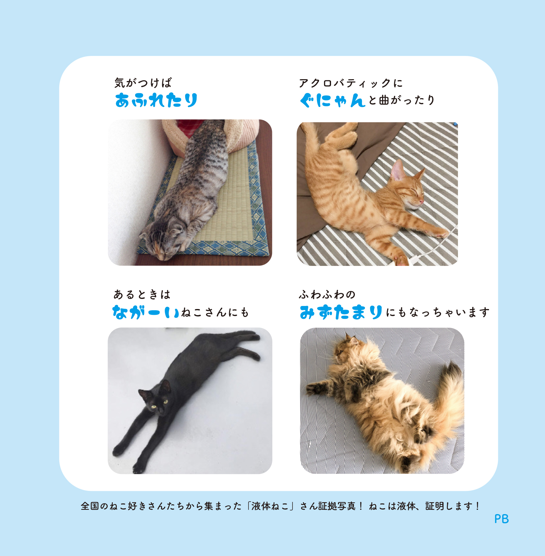 写真集『ねこは液体』発売の画像