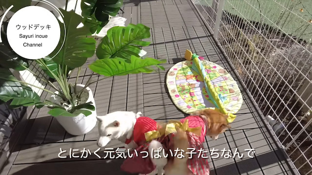 元乃木坂46・井上小百合、注文住宅を建てるの画像