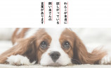 “犬がほしい言葉”をまとめた一冊に注目の画像