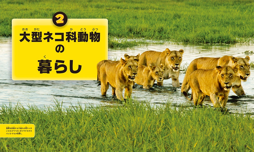 ナショジオキッズのビッグ・キャットの画像