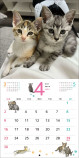 話題の兄妹猫「ととまるはんみ」カレンダー発売の画像