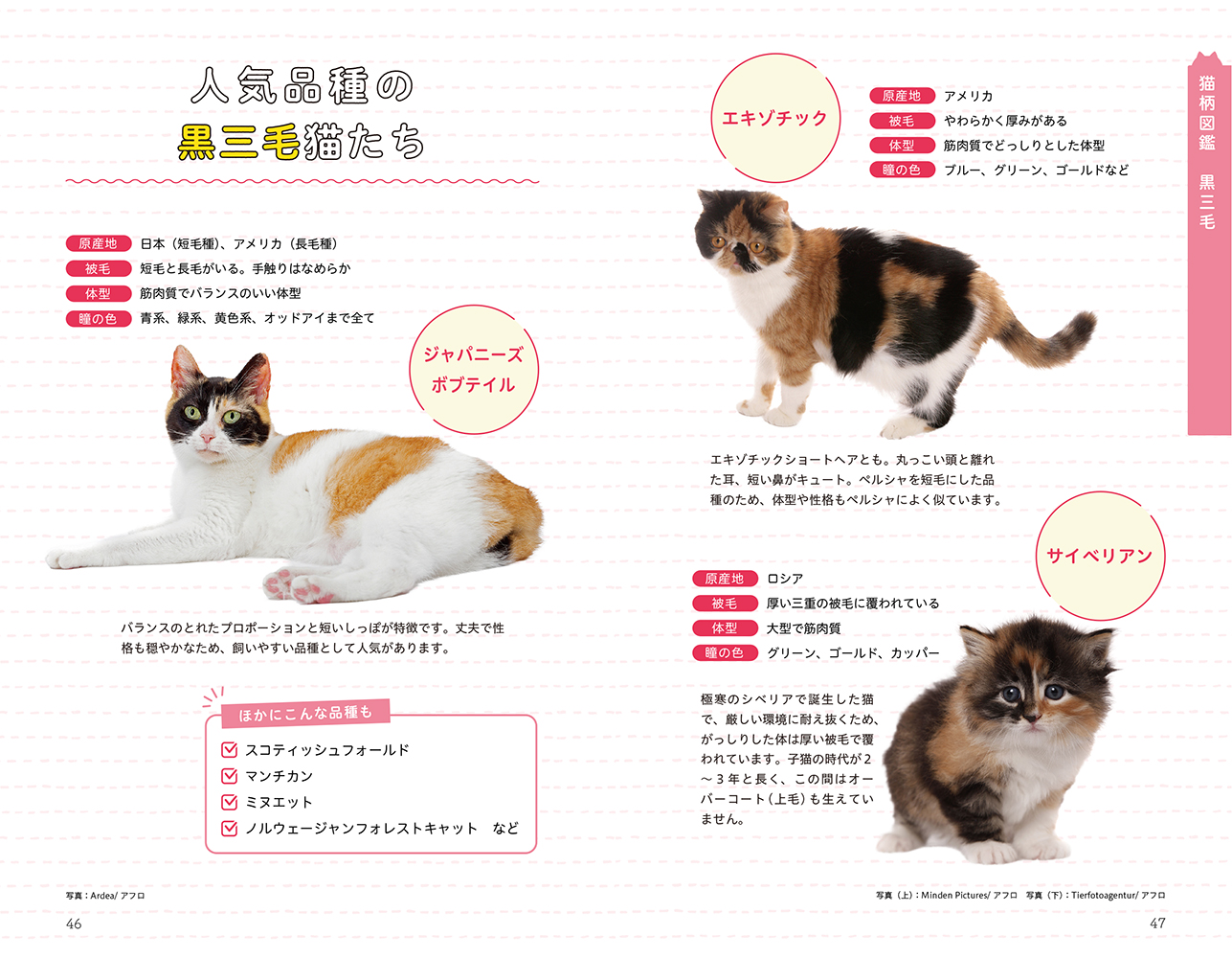 猫の模様のふしぎを解明した書籍が面白いの画像