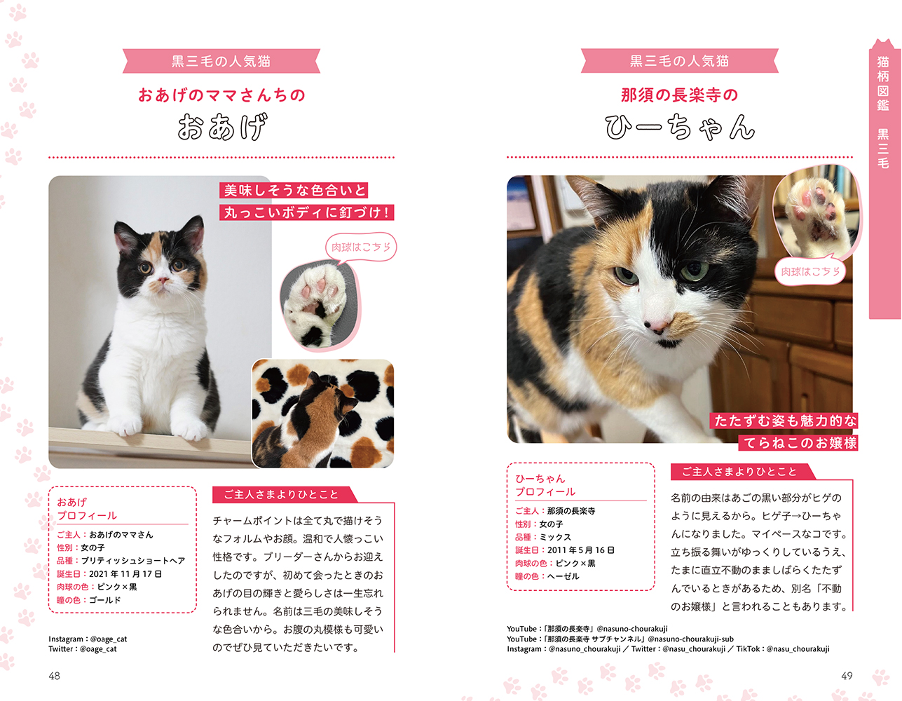 猫の模様のふしぎを解明した書籍が面白いの画像