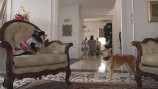 犬が主人公のラブストーリー3週連続で放送の画像