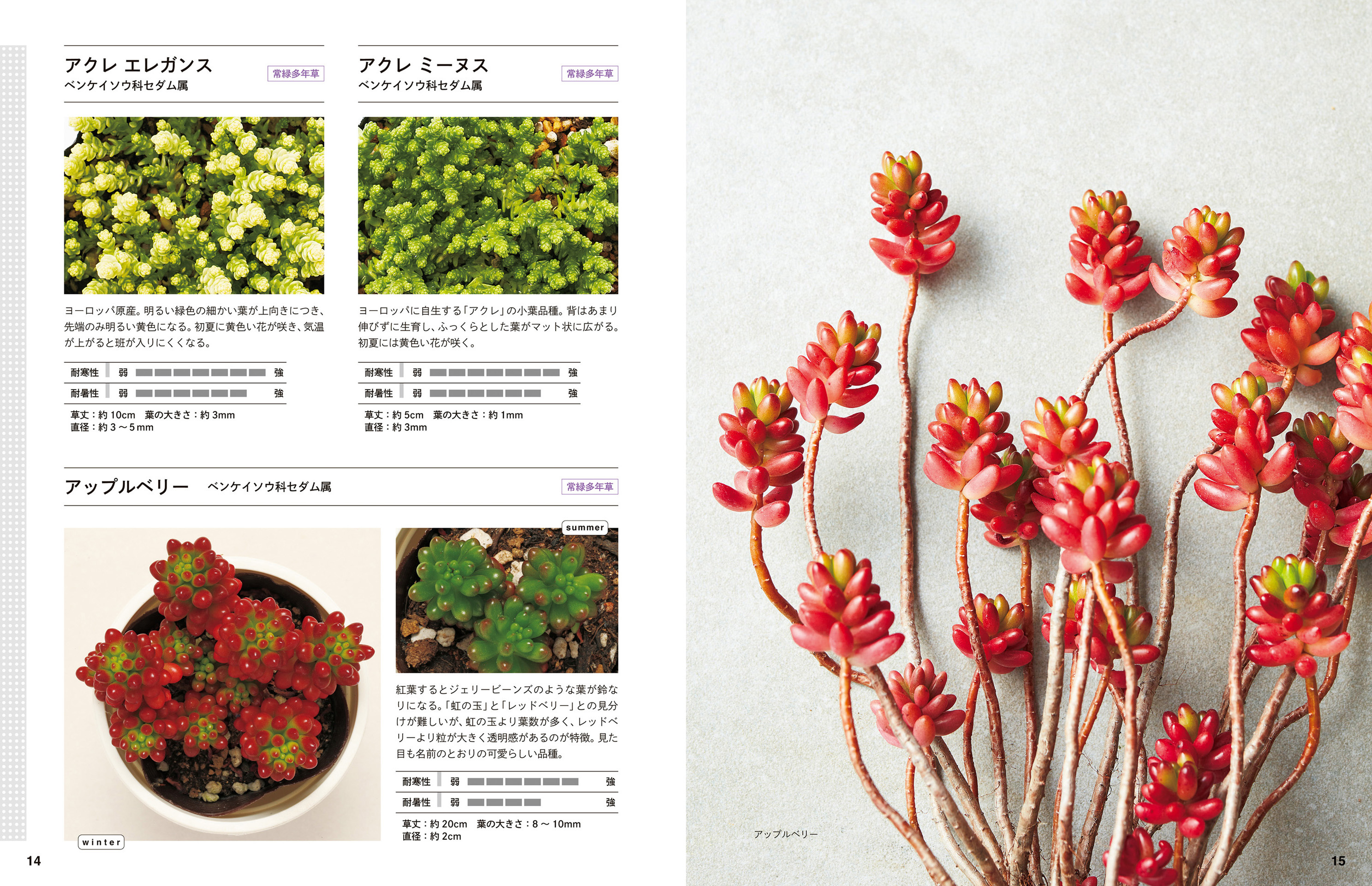 多肉植物「セダム」160種を収録した図鑑の画像