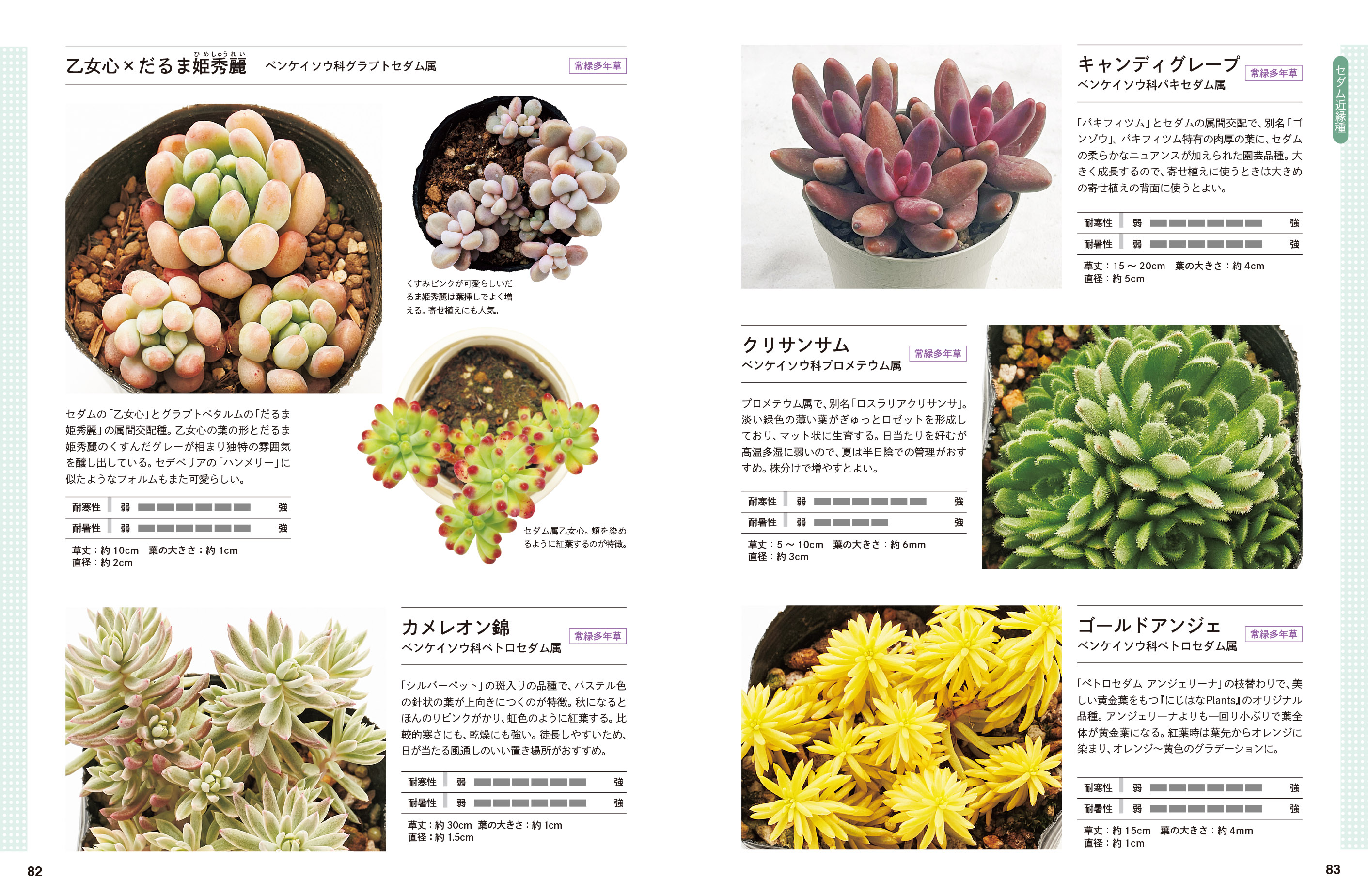 多肉植物「セダム」160種を収録した図鑑の画像