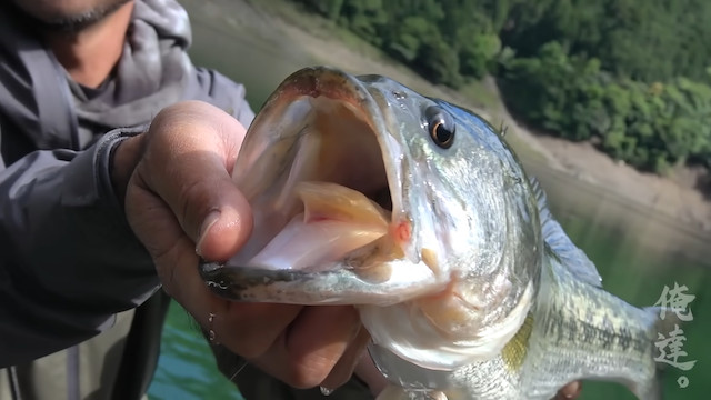 釣り系YouTuberが急上昇に登場　の画像