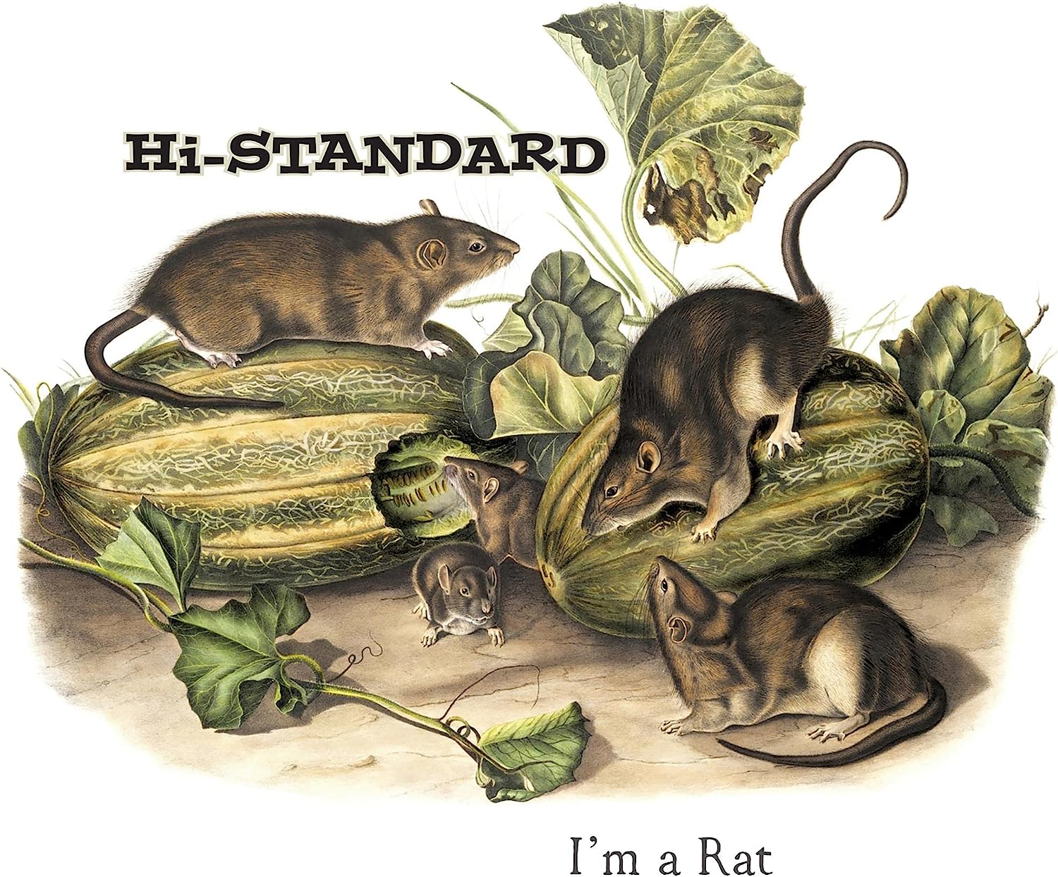 ハイスタらそれぞれの形で活動継続するバンド