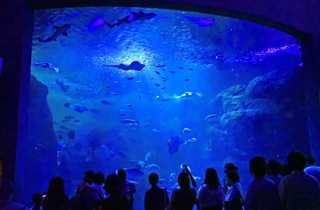 新江ノ島水族館　相模湾大水槽