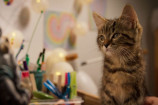 『ルー、パリで生まれた猫』9月公開 の画像
