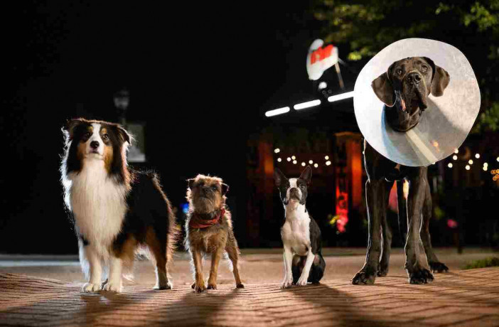 フィル・ロード＆クリス・ミラー製作『スラムドッグス』11月公開　4匹の犬による復讐劇