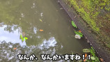 「50年間手つかずの人工池」の生態系に迫るの画像