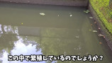 「50年間手つかずの人工池」の生態系に迫るの画像