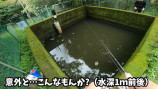 「50年間手つかずの人工池」の生態系に迫るの画像