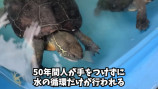 「50年間手つかずの人工池」の生態系に迫るの画像