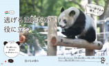 『パンダといっしょに学ぶ世界のことわざ』の画像