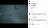 平野紫耀 Instagram（@sho_h_desyo）より