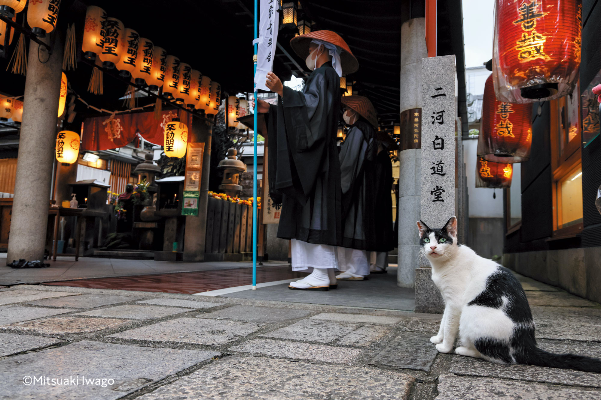 岩合光昭 写真集『ネコ日本晴れ』の画像