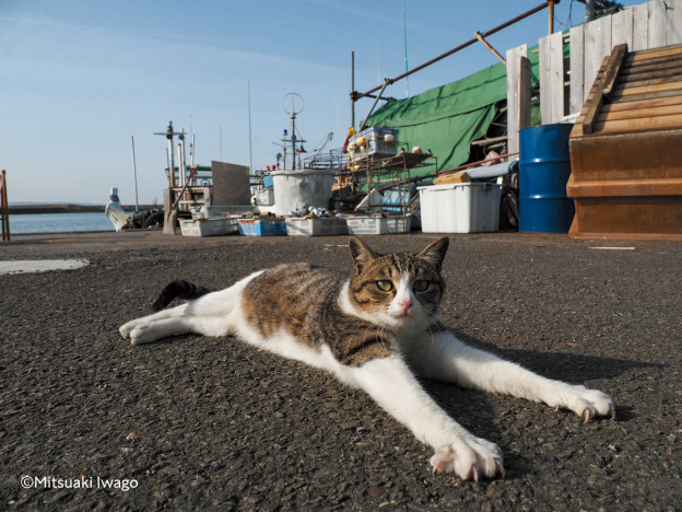 地域に根ざして生きるネコたちのいきいきとした姿を写し出す　岩合光昭 写真集『ネコ日本晴れ』