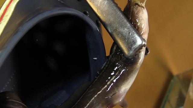 生物系YouTuber・平坂寛が話題にの画像