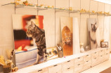 石原さくら氏の猫の認知症写真展の画像