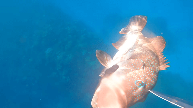 48時間秘境で生活する“沖縄ターザン”が人気急上昇の画像