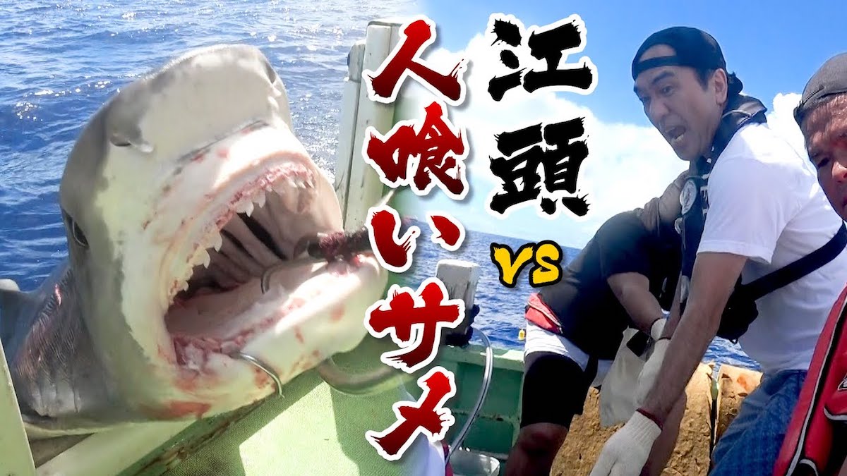 江頭2:50、巨大な凶暴サメを釣り上げる