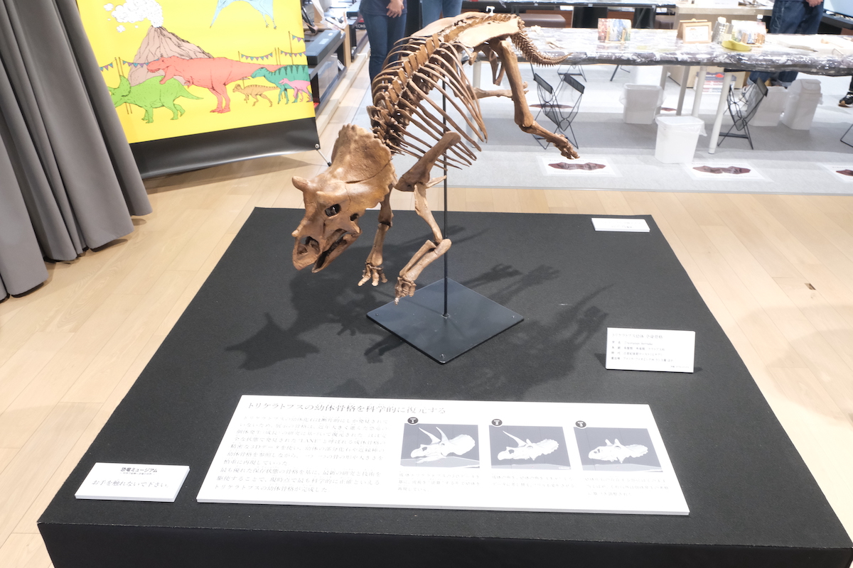 トリケラトプスの幼竜の骨格標本の画像