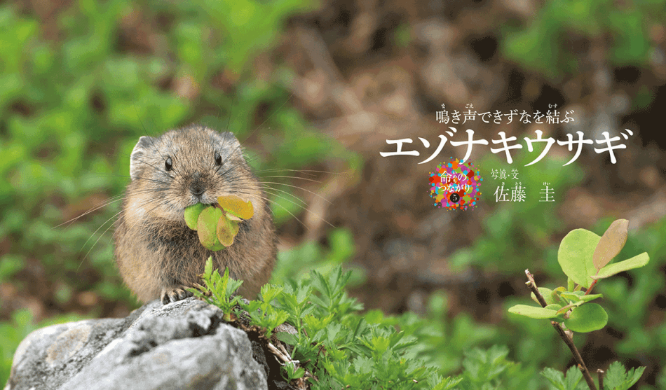 北の大地の人気者「エゾナキウサギ」 写真絵本