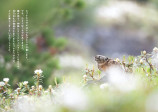 北の大地の人気者「エゾナキウサギ」 写真絵本の画像